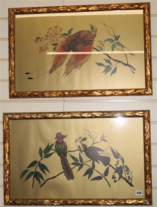 English School Studies of Birds of Paradise